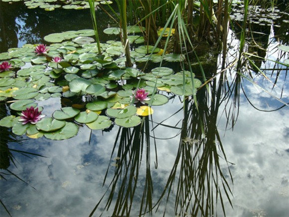 Image - The Nikita Botanical Garden near Yalta in the Crimea.